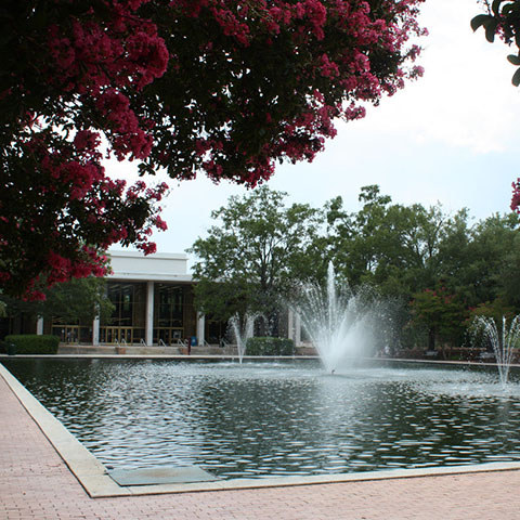 thomas cooper library