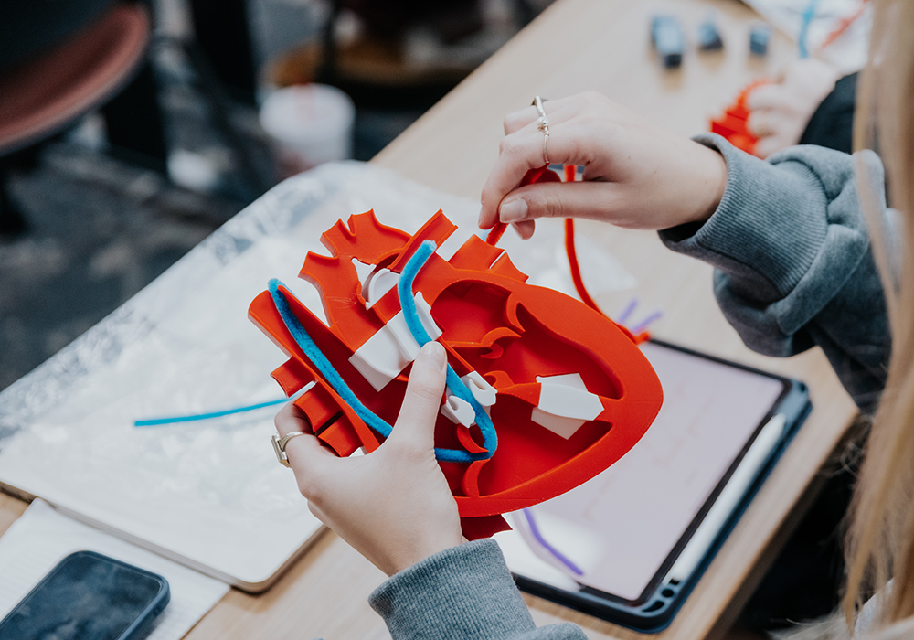A student works with a model of the heart.