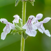 Stachys caroliniana