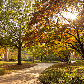 brick path near Gibbes Green