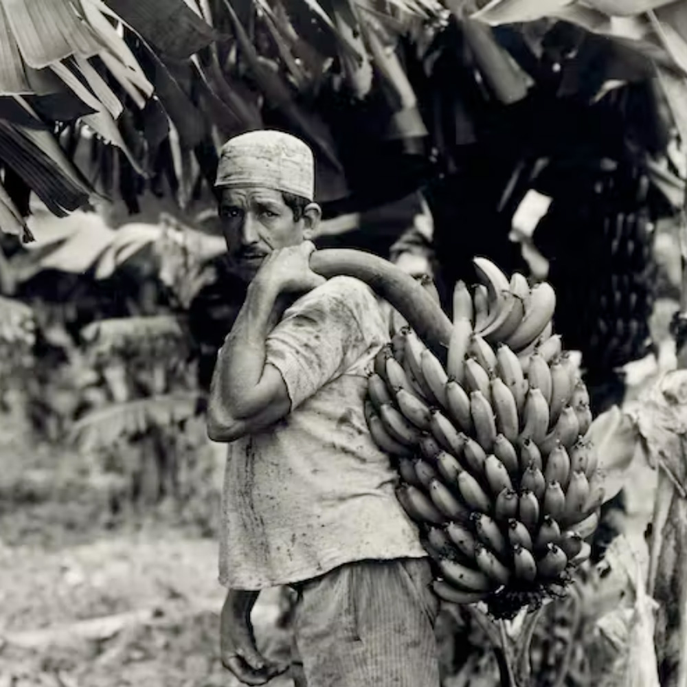 A black and white photo of a man holding a bunch of bananas in front of a banana tree with a worried look on his face